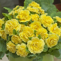 Примула бесстебельная "Беларина Баттеркап Йеллоу" (Belarina Buttercup Yellow)